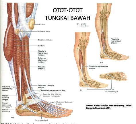 Alat Gerak Sistem Muskuloskeletal Otot Rangka Riset