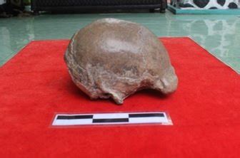 Gambar Manusia Purba Pithecanthropus Soloensis – Brain