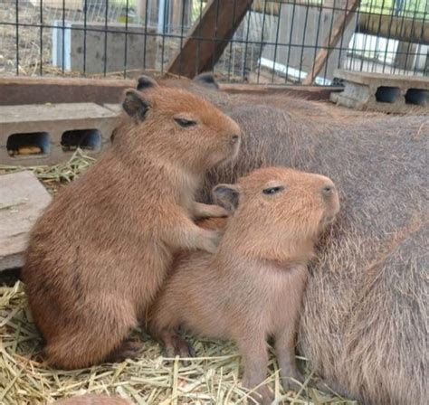 Create Meme The Baby Capybaras A Pet Capybara Pictures Meme