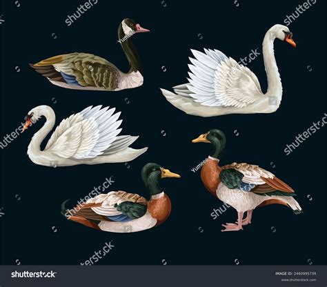 White Swan Duck Isolated Vector Stock Vector (Royalty Free) 2460995739 ...