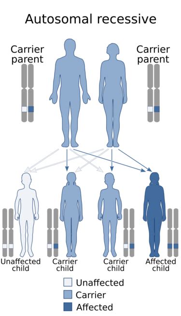 Medicine UrbachWiethe Disease HandWiki