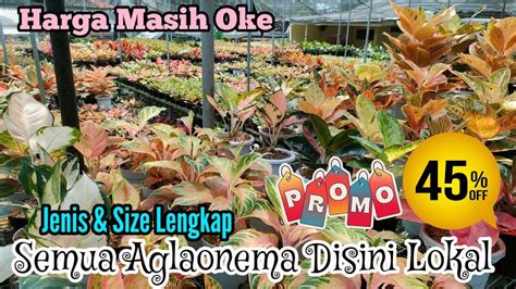 Juaranya Aglonema Hugest Merah Semua Aglaonema Disini Lokal Harga