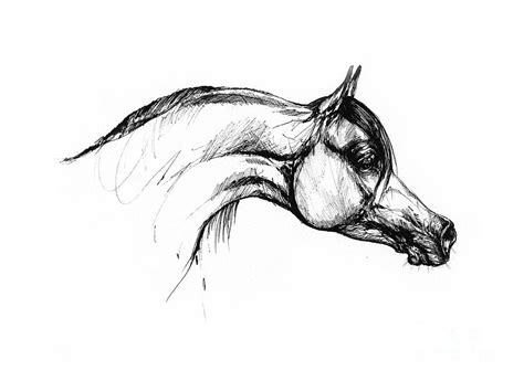 Arabian Horse Drawing 30 Drawing By Ang El Fine Art America
