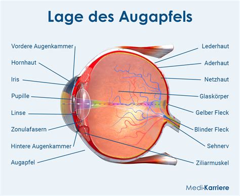 Augapfel Bulbus Oculi Anatomie Und Funktion Medi Karriere