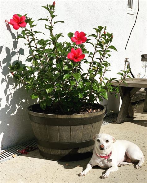 Is Bougainvillea Toxic To Dogs