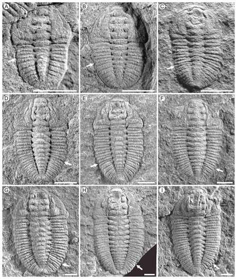 Life Cycle Evolution In The Trilobites Balangia And Duyunaspis From The