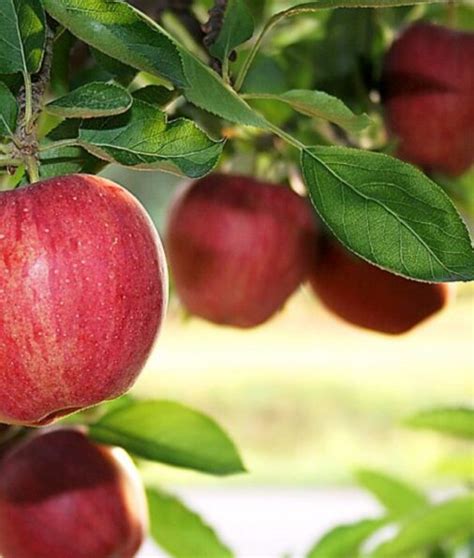 Malus domestica Cortland Pépinière Richard St Aubin