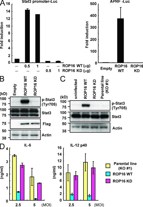 The Kinase Activity Of ROP16 Is Essential For Stat3 Activation A