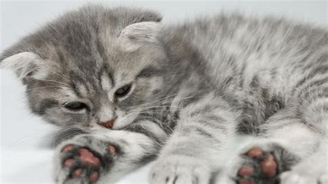 Gatito escocés del gatito del pequeño pliegue gris divertido que duerme