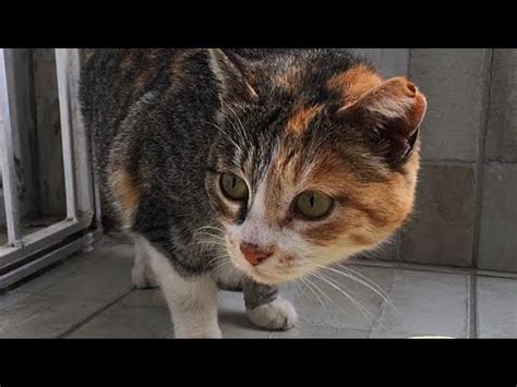 Ich gab der streunenden Katze Calico Hühnchen und Nassfutter kam