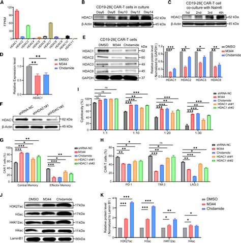 Class I Hdac Inhibitors Enhance Antitumor Efficacy And Persistence Of