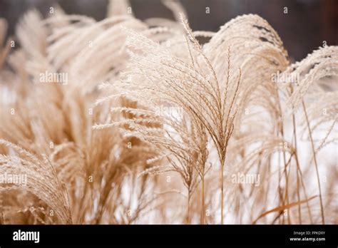 Miscanthus Grass Hi Res Stock Photography And Images Alamy