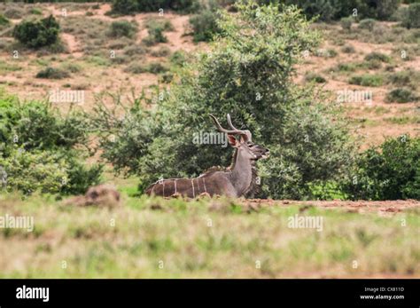 Addo National Park Stock Photo - Alamy