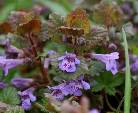 Gundermann II Gundermann Artengruppe Glechoma Hederacea Flickr