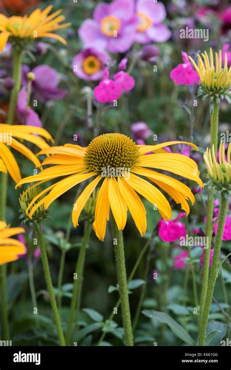 Echinacea Now Cheesier Coneflower In A Garden Display Uk Stock