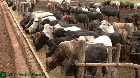 Confinamento de bovinos de corte é preciso adaptar o animal a essa