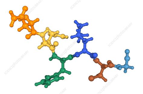 Proteins Primary Structure