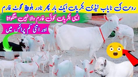 VIP Russian White Teddy Goats Milking Goats 3 3 Bachay Denay Wali