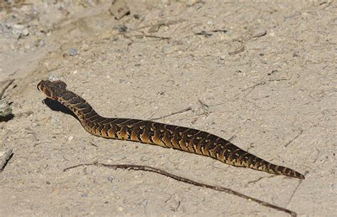 10 Facts About The Puff Adder - Snake Radar