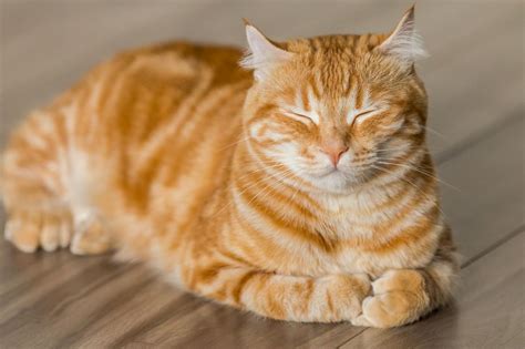 Great Orange Cats Facts Facts Net