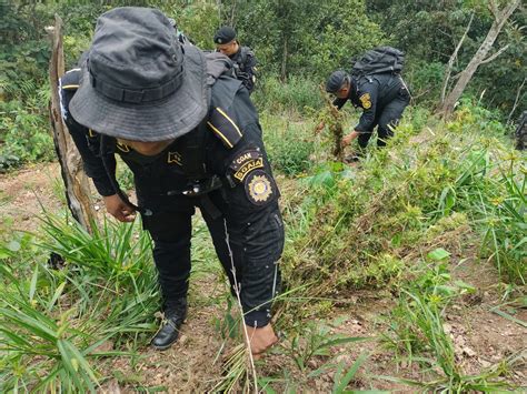 Policía Nacional Civil de Guatemala SGAIA erradica e incinera 3 090