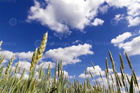 green wheat field 9546790 Stock Photo at Vecteezy