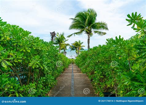 Chemin De Promenade Avec Cocotier Palmier Et Fond De Mer Photo Stock