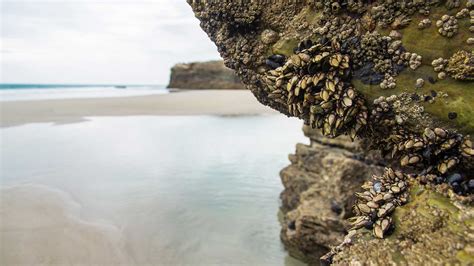 Slow Moving Shoreline Creatures Are Sitting Ducks For Climate Change