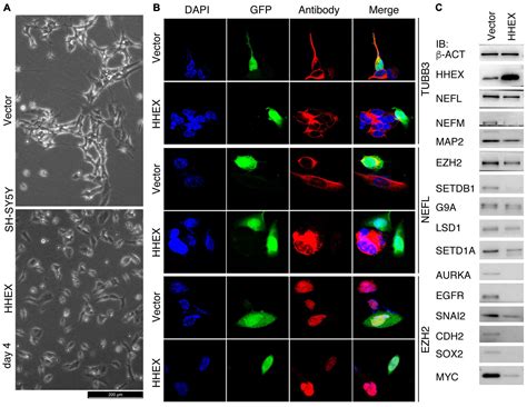 Frontiers Suppression Of Cell Tumorigenicity By Non Neural Pro