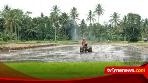 Gawat Alokasi Pupuk Subsidi Di Banyuwangi Dikurangi 19 392 Ton