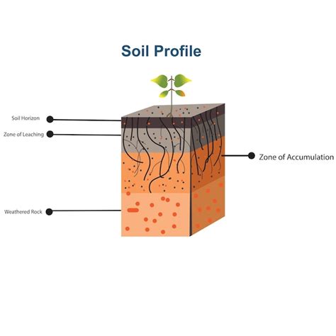 Premium Vector Vector Illustration Of Soil Formation