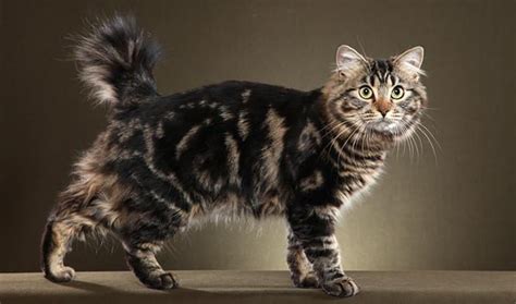 American Bobtail | Cat Breed Selector