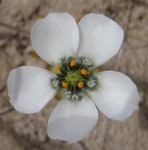 Poppy Flowered Sundew Plants Of Pledge · Inaturalist