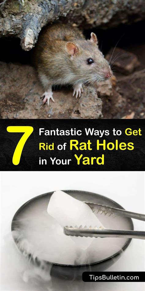 7 Fantastic Ways To Get Rid Of Rat Holes In Your Yard In 2024 Getting