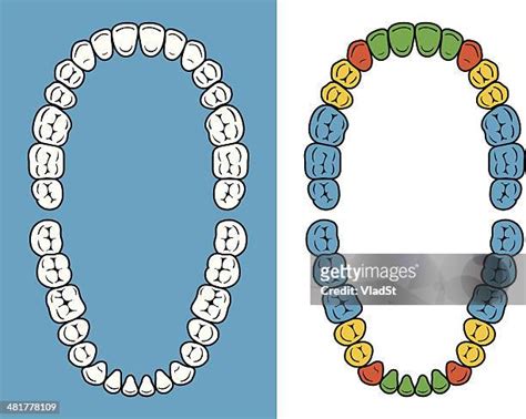 Teeth Chart Photos and Premium High Res Pictures - Getty Images