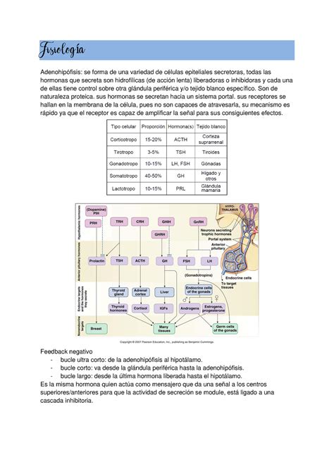 Fisiología clase 3 fisio general solemne1 FisiologÌa Adenohipófisis