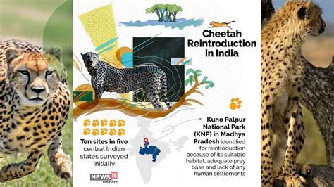 In Pics All You Need To Know About India S Cheetah Reintroduction Project