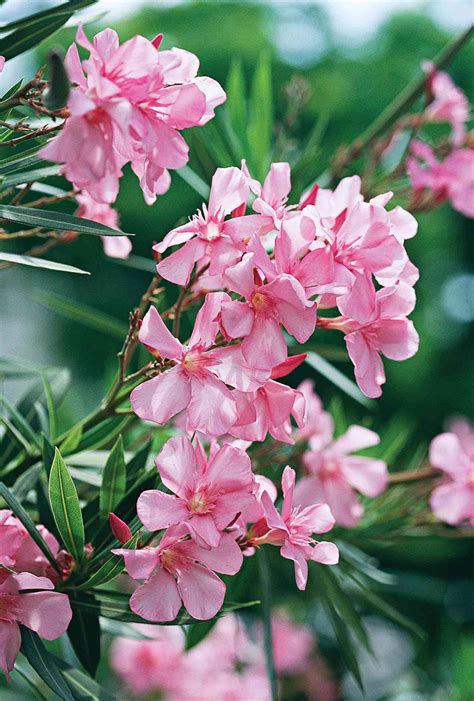 Oleander