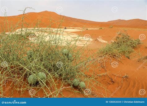 Nara Acanthosicyos Horridus Namibia Africa Stock Photo Image Of