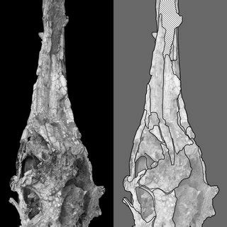 In Situ Dentition And Mandibular Articulation Of Holotype Of