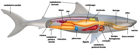 Biolugando Filo Cordados Peixes