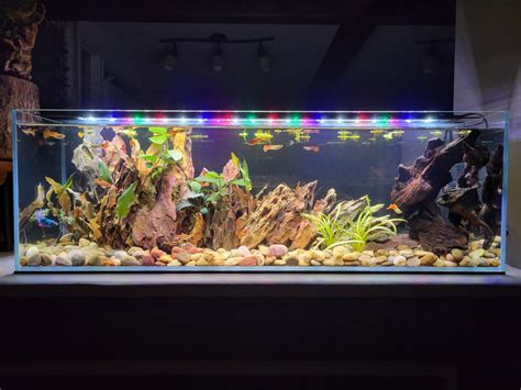 Review Of Classic Aquarium Gallon Silver With Standard Light