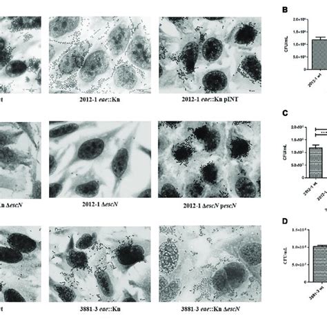 Interaction With Hela Cells Of Aepec Strains And And