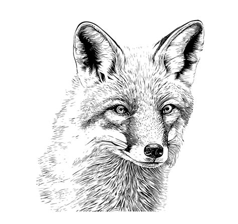 Premium Vector | A black and white drawing of a fox.