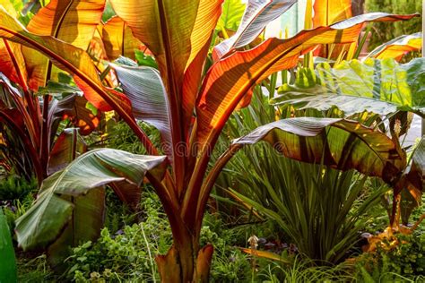 Red Abyssinian Banana Ensete Ventricosum Maurelii Planted In Public