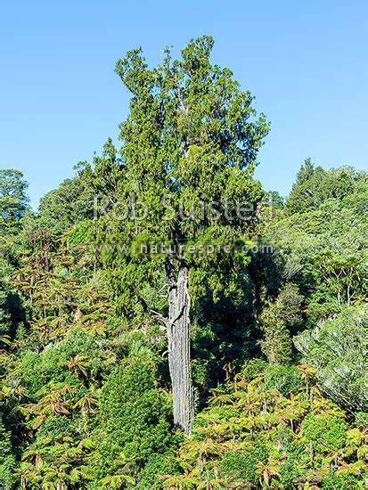 Rimu Tree Dacrydium Cupressinum Standing Above Regenerating Native