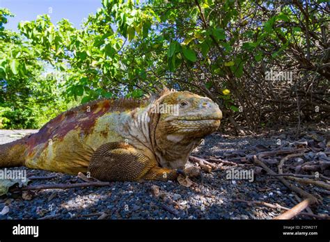 The Very Colorful Galapagos Land Iguana Conolophus Subcristatus In