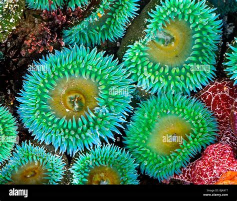 Seeanemonen Und Seesterne Bei Ebbe Fotos Und Bildmaterial In Hoher