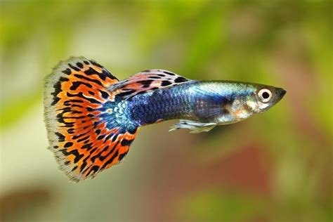 Guppy Care Guide Requirements Breeding Petsoid