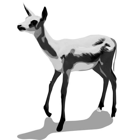 Clip Art Deer Free Stock Photo - Public Domain Pictures